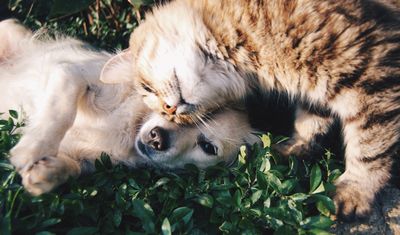 PLACEHOLDER — A happy golden retriever resting in a sunny meadow